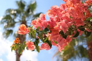 bougainvillea g7b8247de2 1280