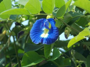 clitoria ternatea g6b25f78d9 1280