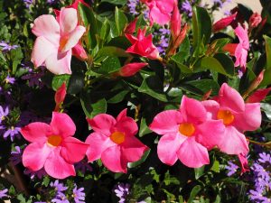 mandevilla g31c0b3c6f 1280