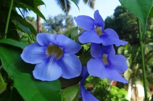 thunbergia grandiflora g0e86af63d 1280