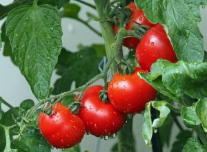 tomatoes g7baab5445 1280