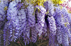 wisteria g5e4dd0838 1280