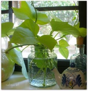 26 Amazing Indoor Plants That Grow In Water