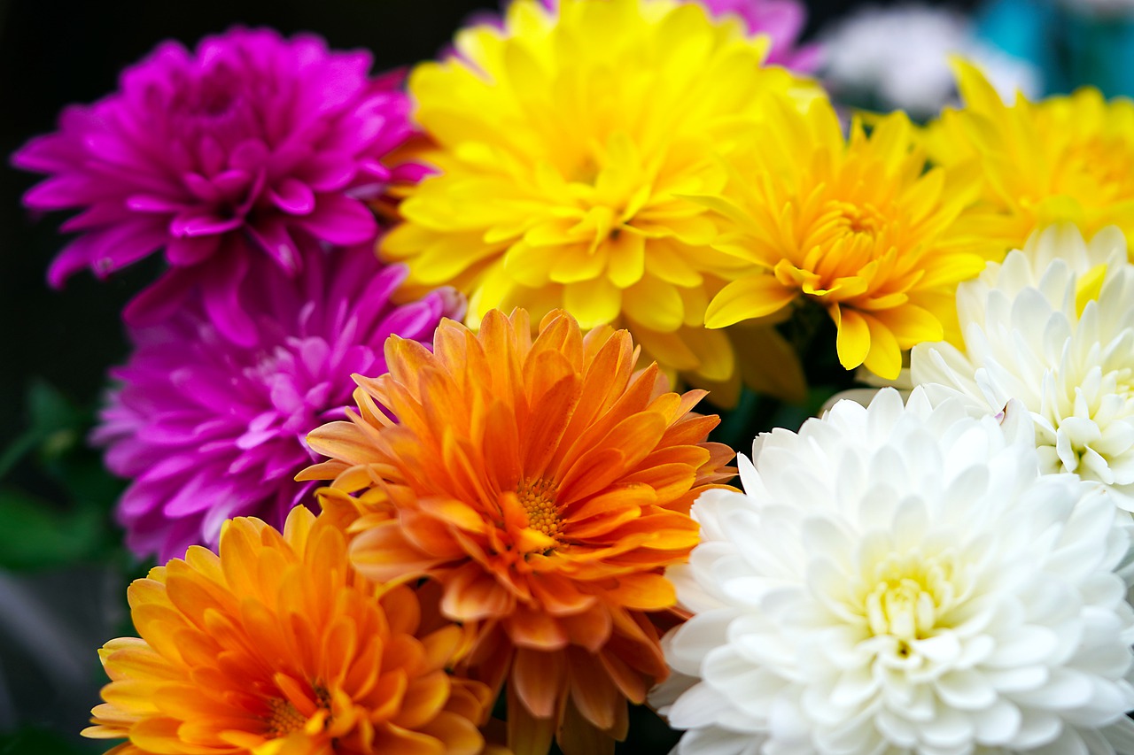 chrysanthemums gebd5eee48 1280