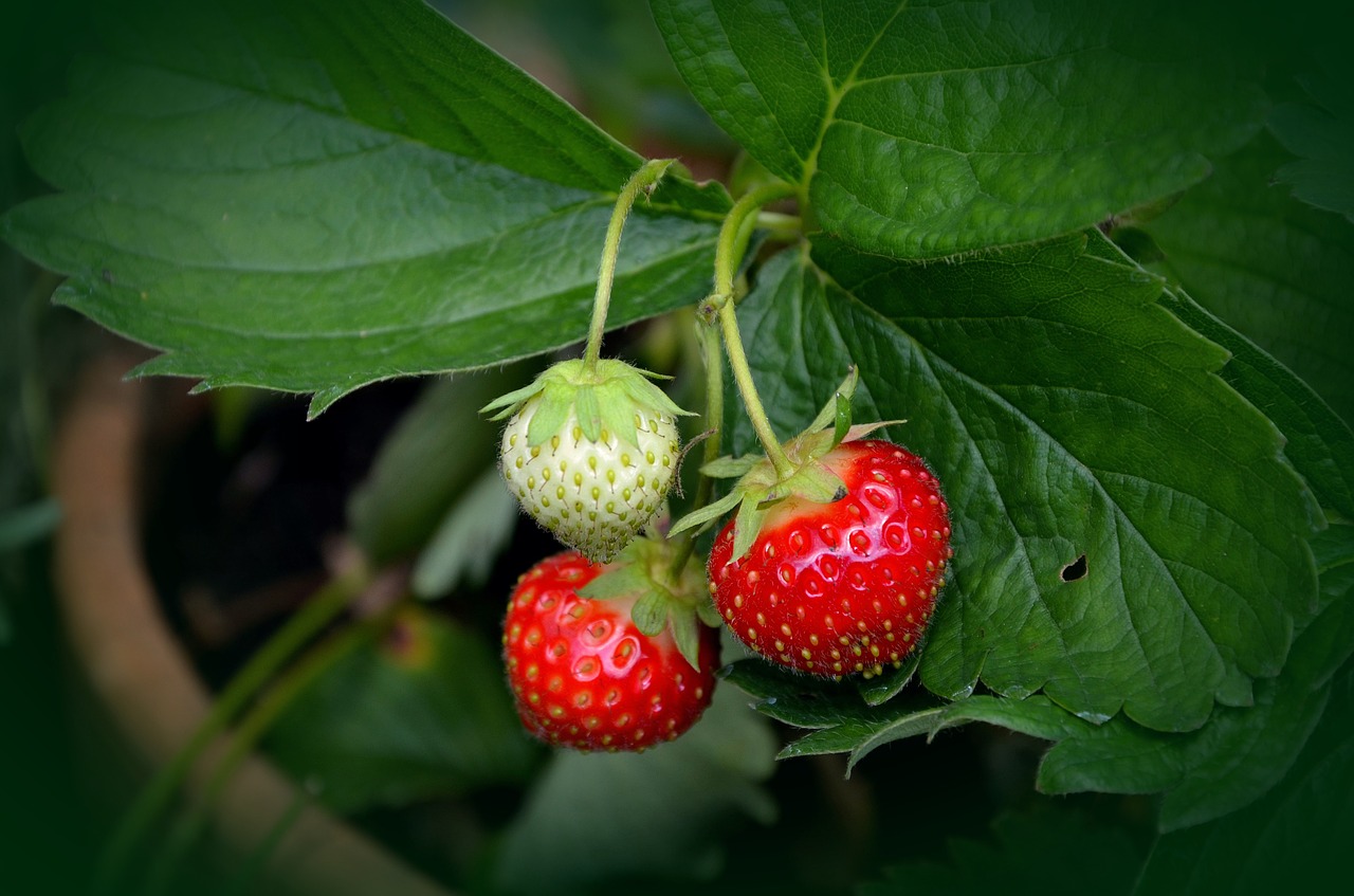 strawberry plant g205631522 1280