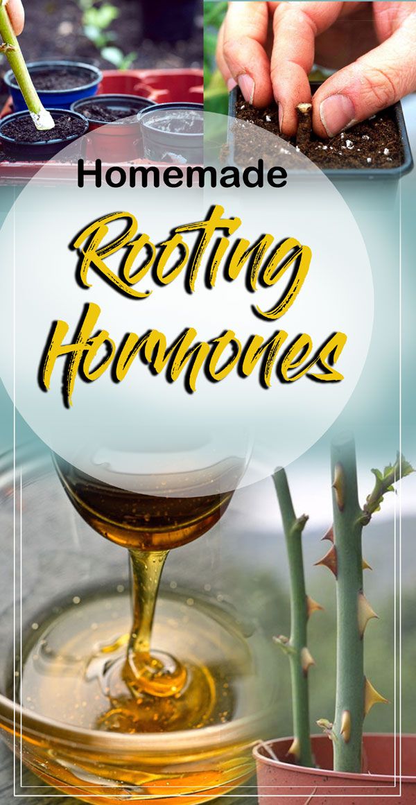 Homemade Rooting Hormones Rooting Hormones Root stimulation