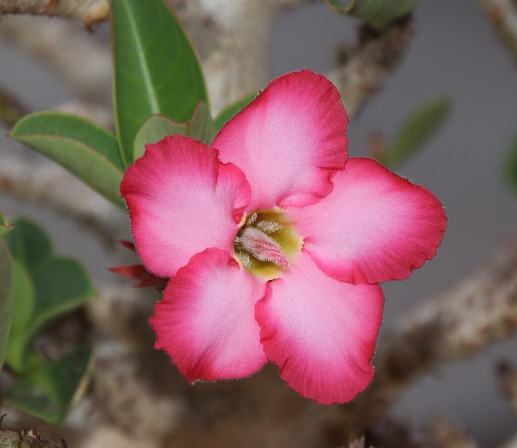 adenium g977b40db6 1280