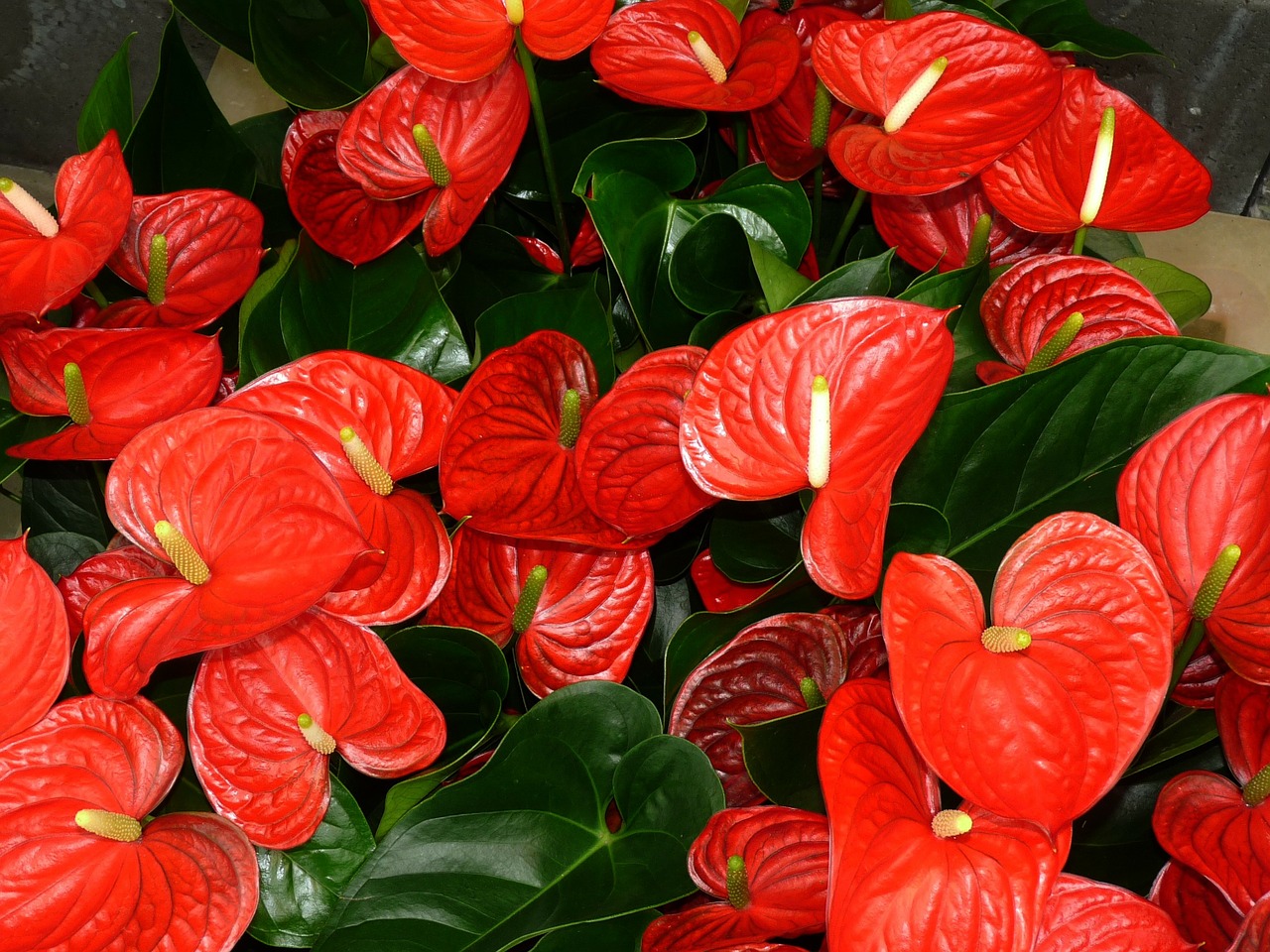 anthurium g8ffeaed08 1280