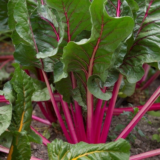 beetroot ga94d3f075 640