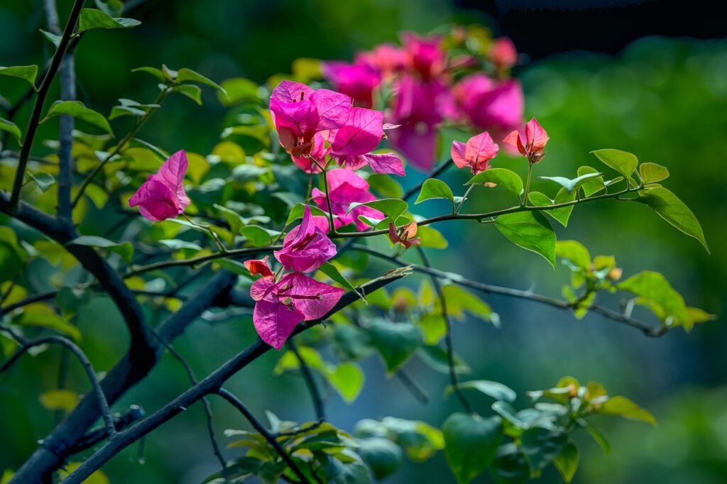 bougainvillea gd9837a616 1280