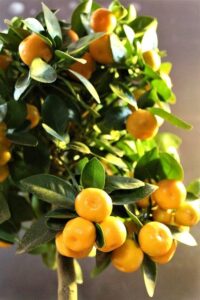 calamondino gb3d4d7052 640