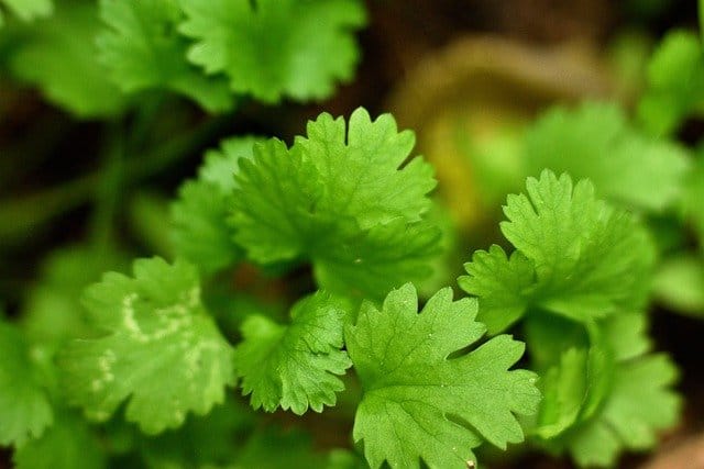 cilantro g60c6f6646 640