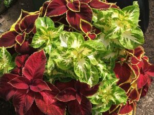 coleus g7b52399eb 640