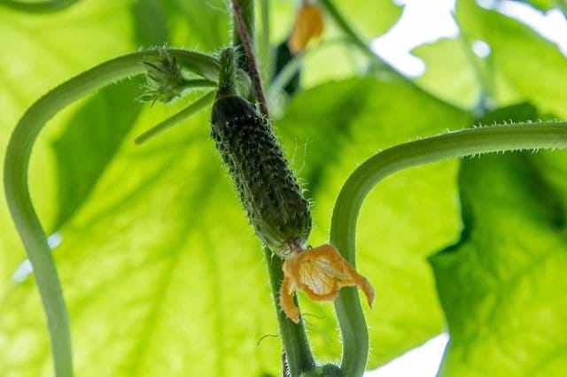 cucumbers g842c914b8 640