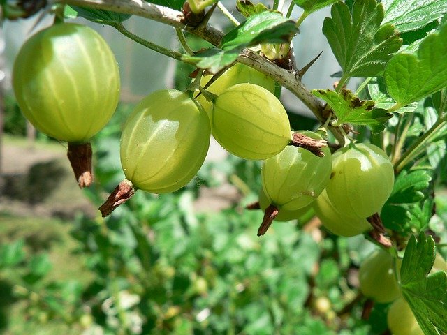 gooseberry g828bd511f 640