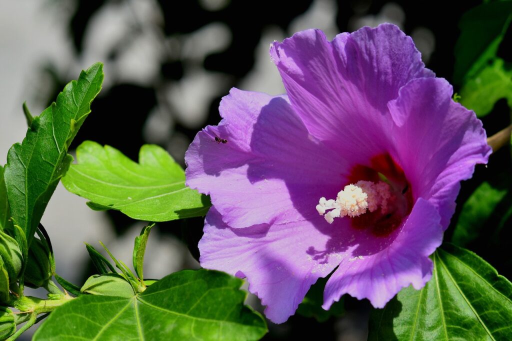 hibiscus g010cd2a74 1280