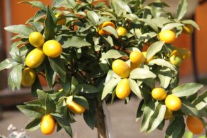 kumquat 6552314 640