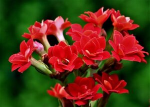 red kalanchoe g02130ad87 640