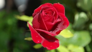 rose g2ab5e713f 640