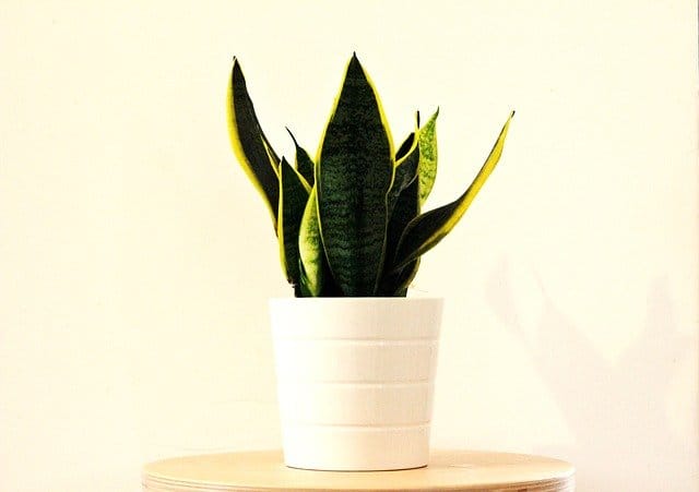 sansevieria g1543e053c 640