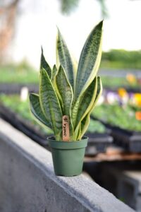 snake plant gc6a3f9f83 640