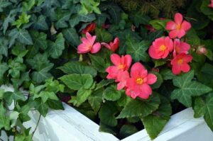 tuberous begonia gf2bea862b 640