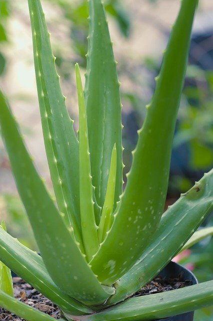 aloe vera g197e38207 640