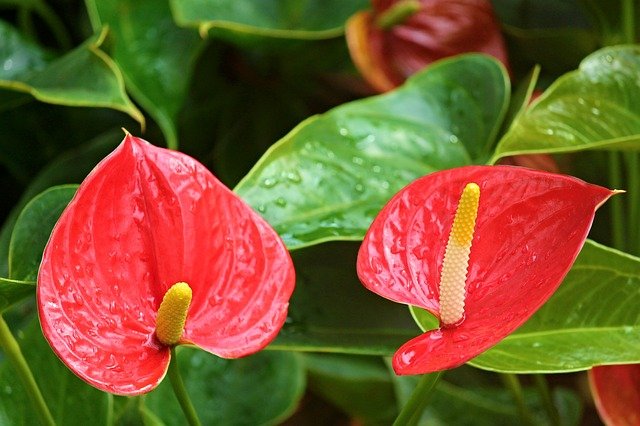 anthurium flamingo flower g2918dd701 640