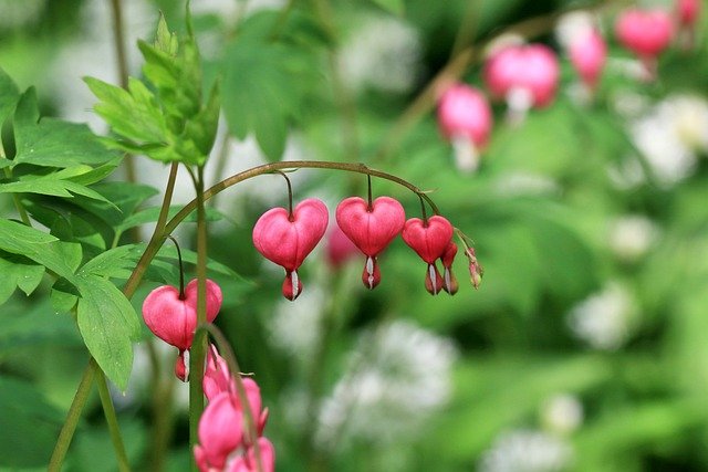 asian bleeding hearts g96264a49c 640