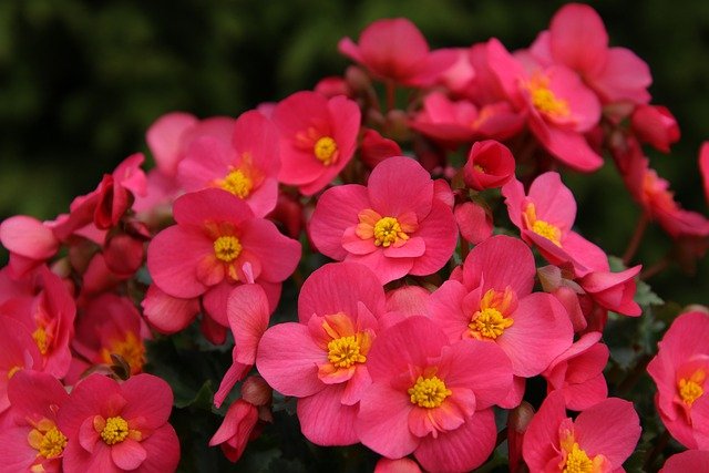 begonias g01c9f2c84 640