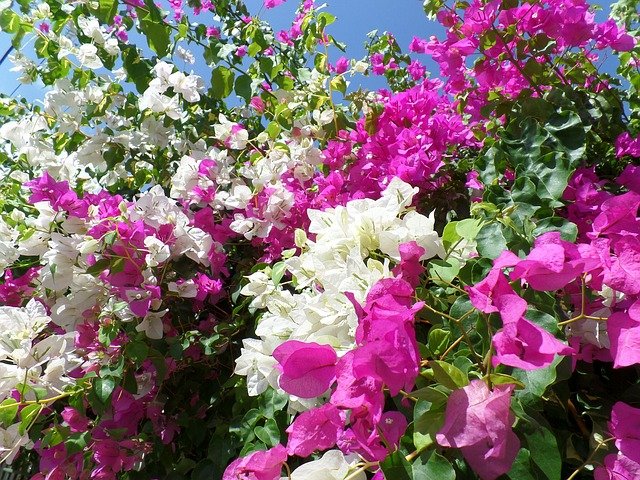 bougainvillea g03e22d336 640