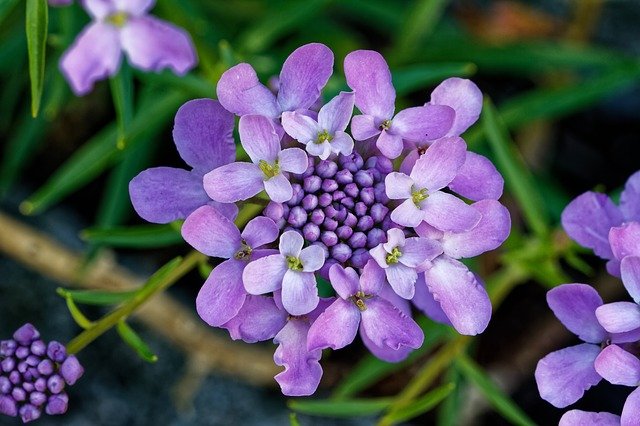 candytuft ge38ba28a0 640