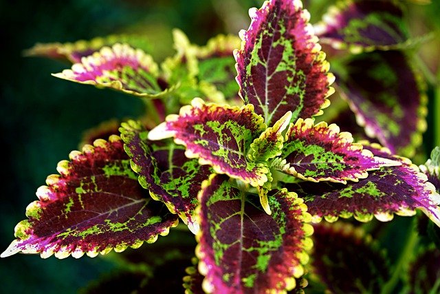 coleus g7afcaefd6 640