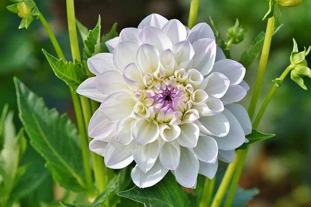 dahlia gfbdc8d4c2 640