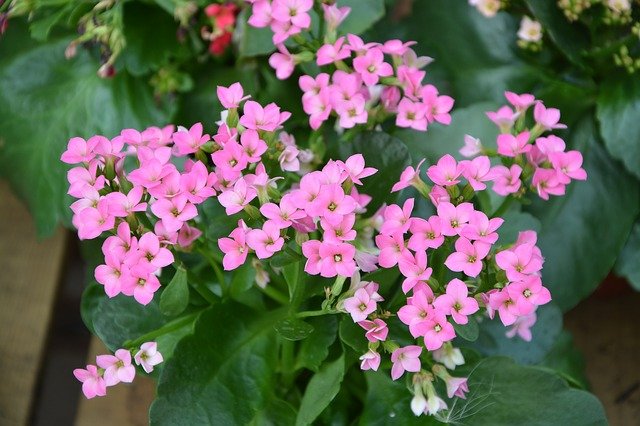 flowers pink kalanchoe gf8e4ac219 640