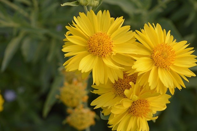 gaillardia mesa yellow g5d1c97d6c 640