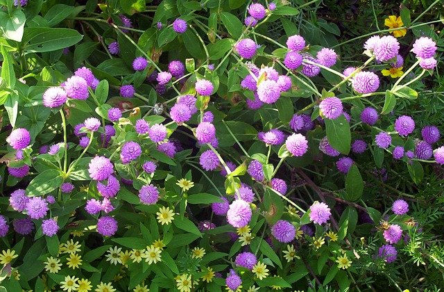 gomphrena globosa g9c6814c67 640