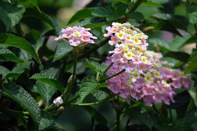 lantanas g3a960089e 640