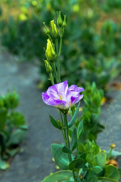 lisianthus g84633525b 640