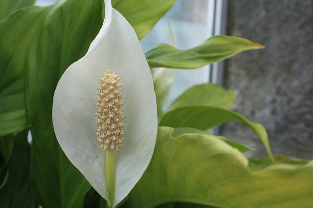 peace lily ge54aca2b0 640