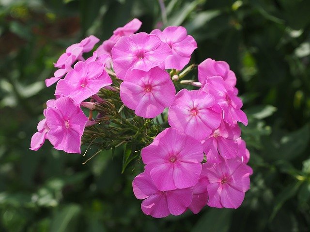 phlox g041257d71 640