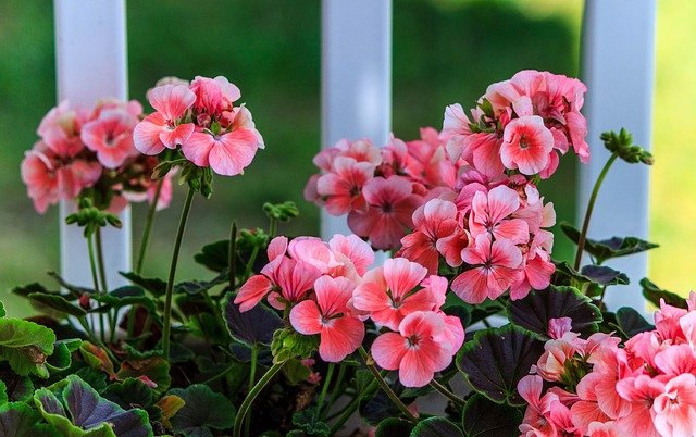 pink geranium gfff46c2bc 640