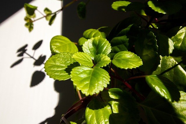 plectranthus verticillatus g1220d95c5 640