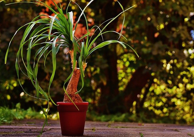 ponytail plant ga27b52527 640