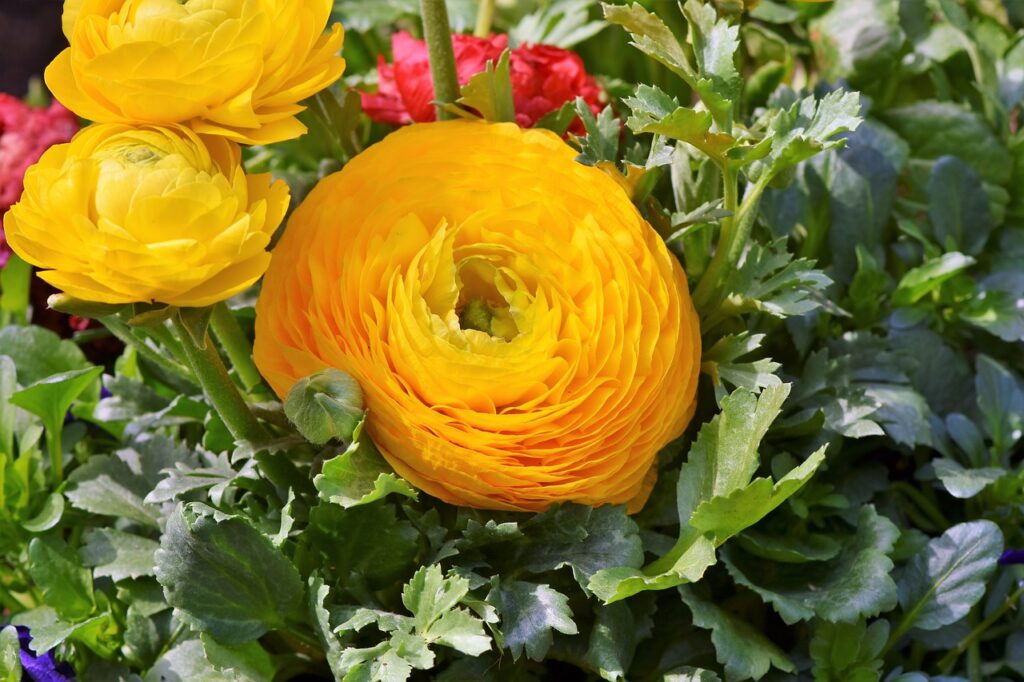 ranunculus g715887fba 1280