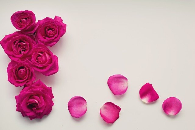 roses g335e61a66 640