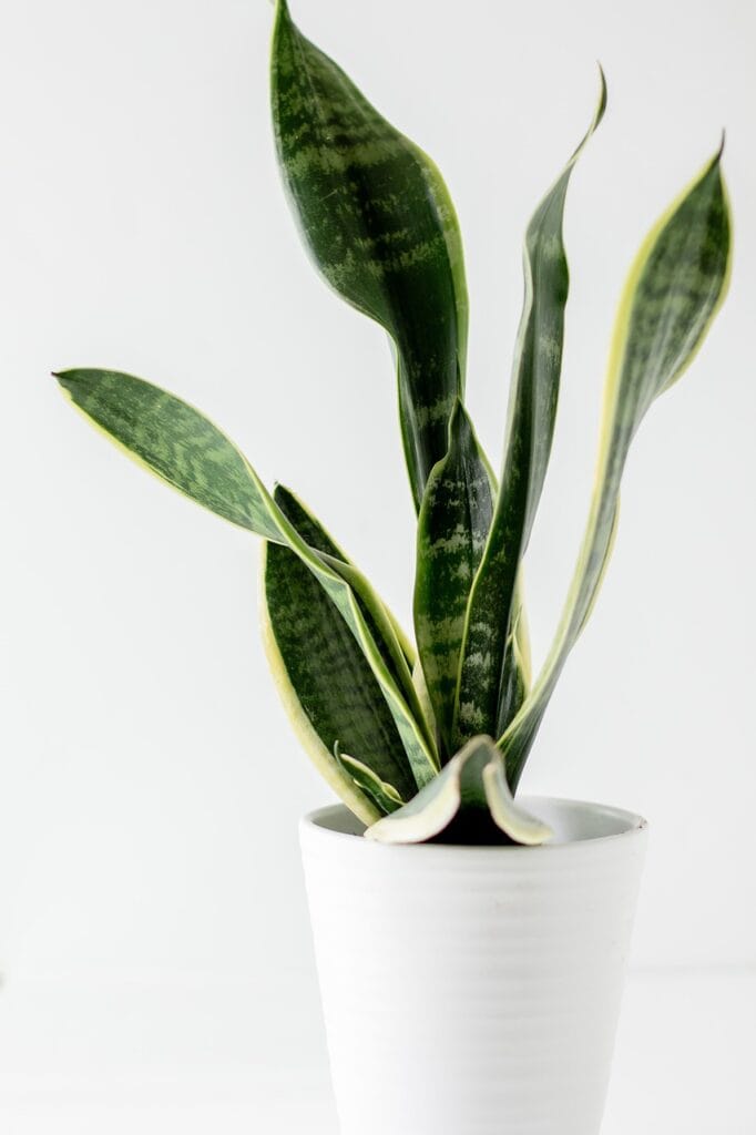 snake plant g4c09ab6a2 1280