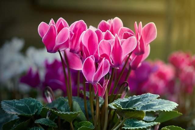 cyclamen gadfb526c7 640