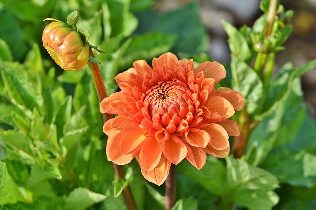 dahlia g12fe2c183 640