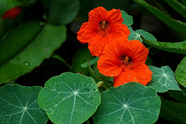 nasturtium g8e0b8255d 640